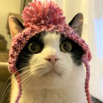 紫陽花にゃんこ帽子２０２１ピンク系Ｍサイズ
