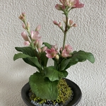 クレイフラワー　クリンソウ