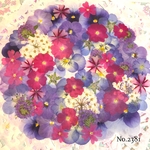 ♡new♡  ♡可愛い押し花セット♡ ♡たくさん入って使いやすい押し花セット♡