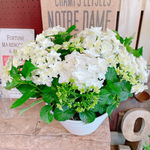 現品のみ♡大きめ【八重咲きあじさい 】ホワイト♡咲き方の綺麗な紫陽花♡ボリューム満点♡ダブルダッチ
