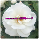 renmama1212様専用ページ ☆子どもマスク2枚セット