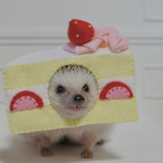顔ハメ(ショートケーキ)