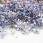 花材 アリウム ギガンチウム ドライフラワー 2021 6月咲き