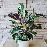 【再入荷】カラテア ホワイトフュージョン 植物のみもok