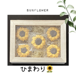 ひまわりクッキー🌻