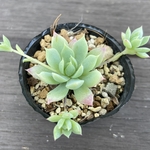 マクドガリー　多肉植物