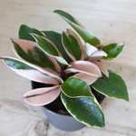 ホヤ♡カルノーサ♡リップカラー♡サクララン♡観葉植物♡鉢ごと♡