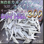 最上級 カルフォルニアホワイトセージ リーフ30g箱に入れて発送✴︎