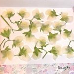 ♡new♡珍しい絹さやのお花♡押し花セット♡