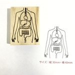 人体　内臓部スタンプ　小