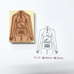 人体模型　内臓のスタンプ　大