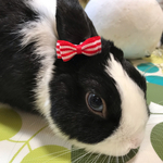 【2個セット】うさぎさん専用🎀ボーダーリボンの耳飾り🎀