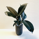 ハイドロカルチャー　フィカス　ダークバーガンディー　クロゴムの木　小石原焼　陶器　陶器鉢　観葉植物