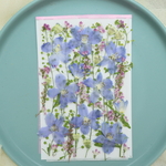 押し花デルフィニウムと小花
