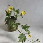 クレイフラワー　ゴーヤの花