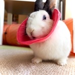 うさぎ エリザベスカラー  専用出品