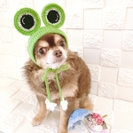 犬カエルちゃん梅雨にぴったり