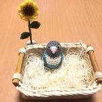 ボタンインコちゃん（ブルーボタン・頭グレー）