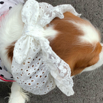犬スヌード　綿レース③  新作💕