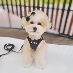 ★ALQEEN★犬ハーネス　無料名前入り　メッシュクッションハーネスリード　✳︎リード、リボンはオプション