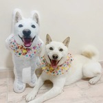 （お名前入りOK）✩オーダーメイド65cm✩　ワンちゃん、猫ちゃんのオーダークッション