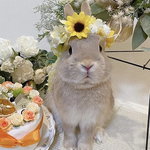 うさぎの花冠(No.234)