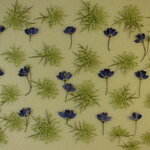 押し花 素材 キャロットレースフラワー　💐