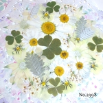 ♡new♡  ♡可愛い押し花セット♡ ♡たくさん入って使いやすい押し花セット♡