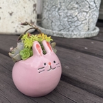 寄せ植え　うさぎ　多肉植物
