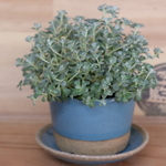 【ree様専用】植木鉢セット（ブルー）