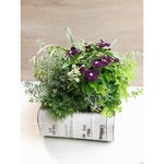 O様オーダー品　“Recipe book” ニチニチソウ ジャムズ＆ジェリーの寄せ植え