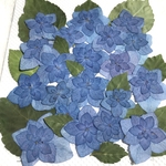 アジサイの押し花　八重咲き①