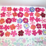♡new♡作家様必見♡ 人気のバーベナMIXセット♡押し花セット