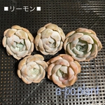 ラスト1苗◆リーモン◆多肉植物　韓国苗　1苗1699円