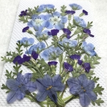 ネモフィラの押し花セット