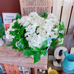 再入荷！現品ラスト♡大きめ【八重咲きあじさい 】ホワイト♡咲き方の綺麗な紫陽花♡ボリューム満点♡ダブルダッチ