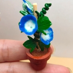 [第4段]　ミニチュア鉢植え　朝顔③