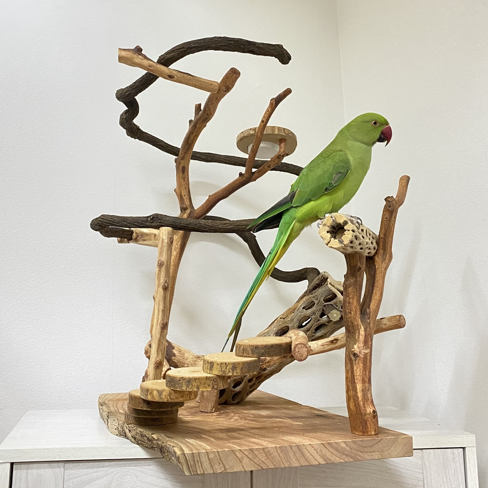 展示用】自然木（ツタ）のぐるぐるバードアスレチック - 鳥豆堂