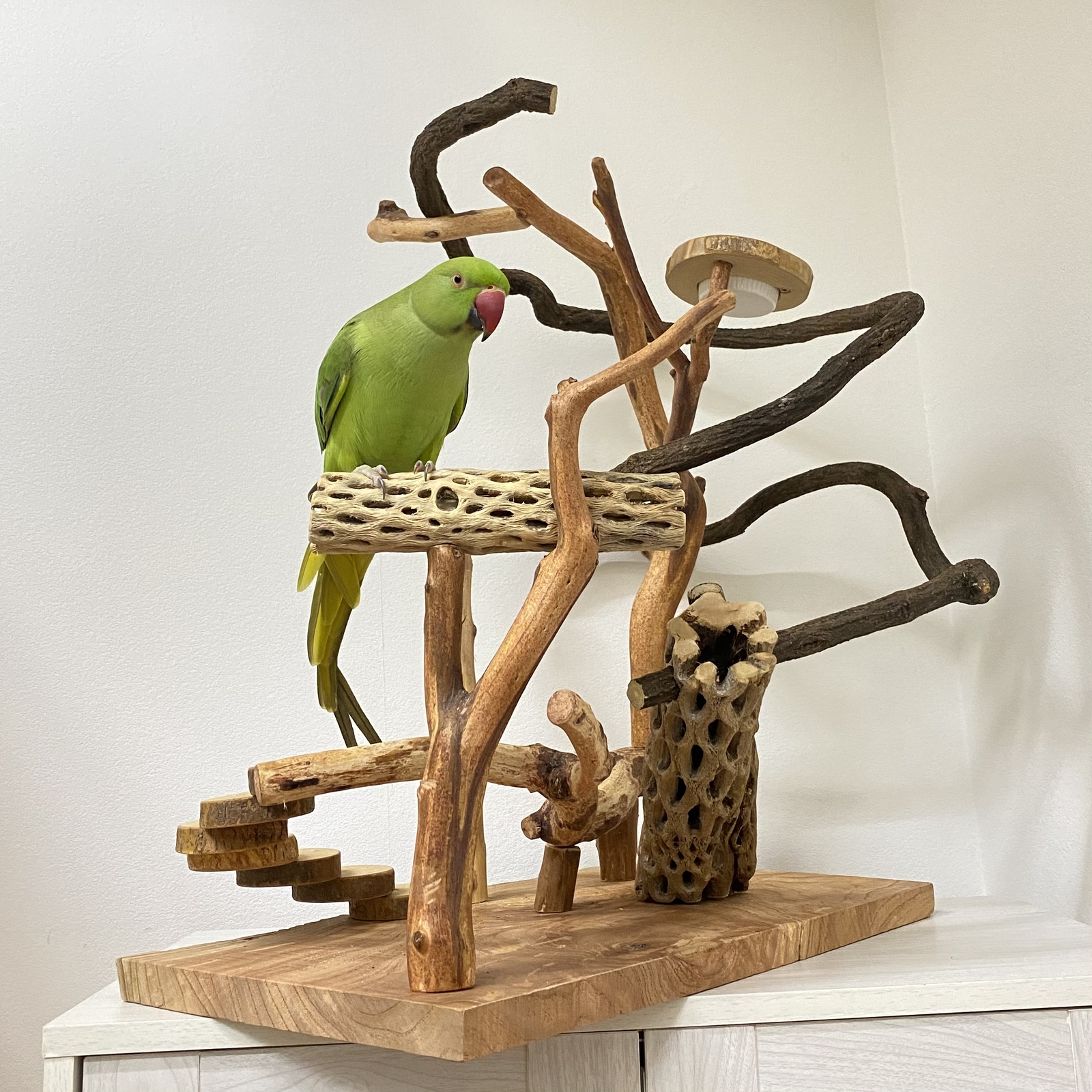展示用】自然木（ツタ）のぐるぐるバードアスレチック - 鳥豆堂
