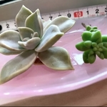 多肉植物　育て安い♬