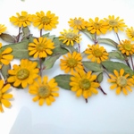 🌻再販🌻押し花素材。サンビタリア