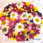 ♡new♡  ♡可愛い押し花セット♡ ♡たくさん入って使いやすい押し花セット♡