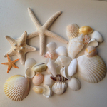 再×5入荷♡貝殻♡sea♡セット