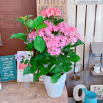 現品SALE♡大きめ【ヒナマツリあじさい】ピンク系♡咲き方も綺麗な紫陽花♡ボリューム満点♡