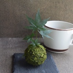 お水不要！プリザーブド苔玉～ もみじ