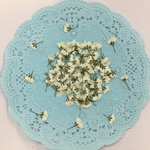  NO643N 小さなかすみ草✨オフホワイト／押し花素材
