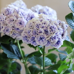 【魔女の花】送料込み　テマリタマ