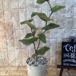 光触媒　人工観葉植物　ウォールグリーン　造花　インテリア　シーグレープ63