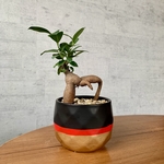 ガジュマル 鉢植え 観葉植物