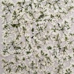 押し花素材　ユーフォルビア